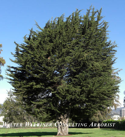 Cupressus macrocarpa