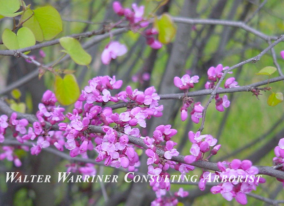 Cercis canadensis