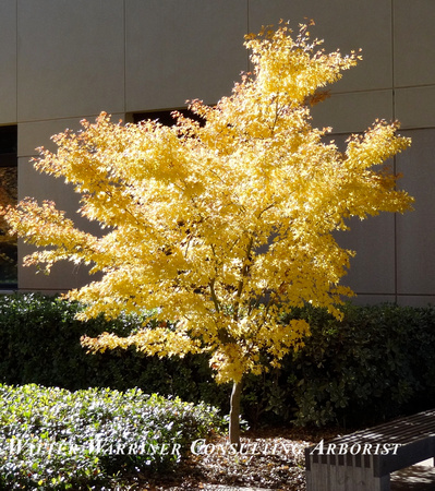 Acer palmatum