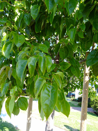 Cinnamomum camphora