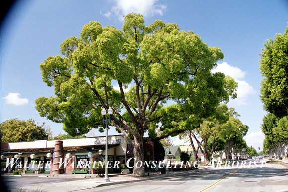 Cinnamomum camphora