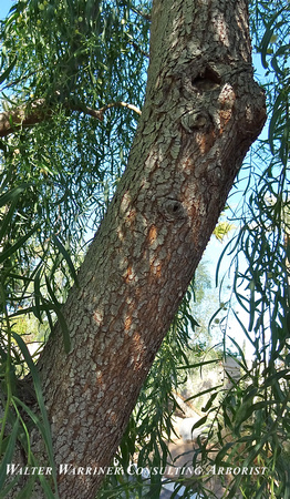 Acacia pendula