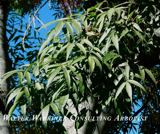 Fraxinus oxycarpa