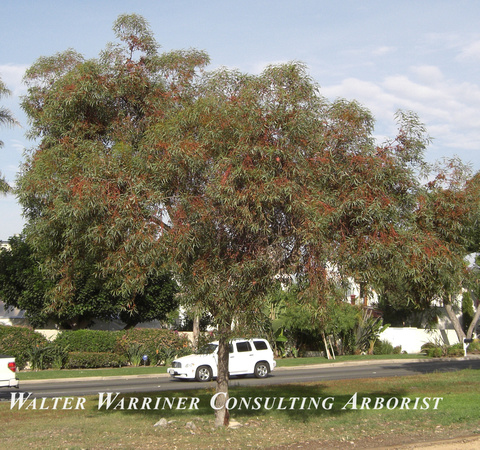 Eucalyptus torquata