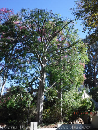 Ceiba speciosa