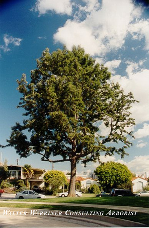 Grevillea robusta