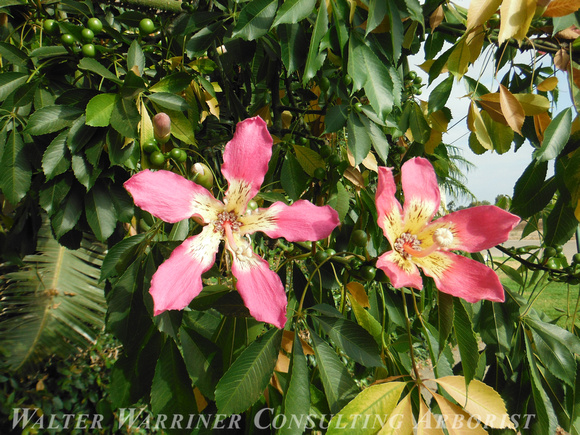 Ceiba speciosa