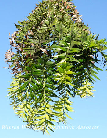 Araucaria bidwilii