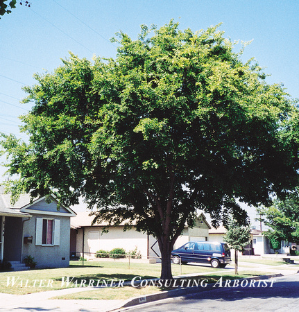 Celtis sinensis