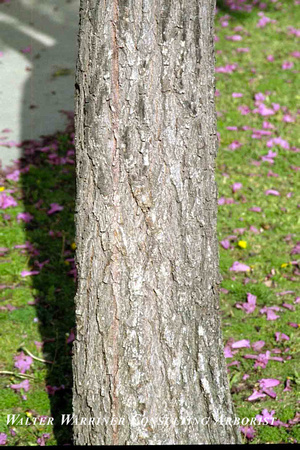 Handroanthus avellande