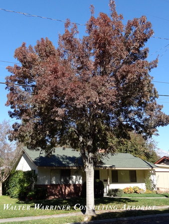 Fraxinus oxycarpa