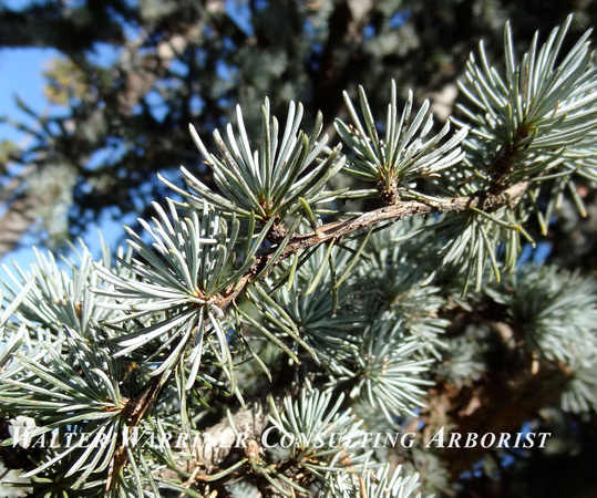 Cedrus atlantica