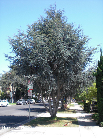 Cedrus atlantica