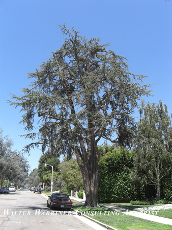 Cedrus atlantica