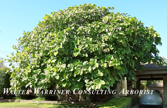 Ficus ariculata