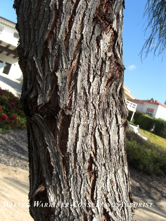 Acacia stenophylla