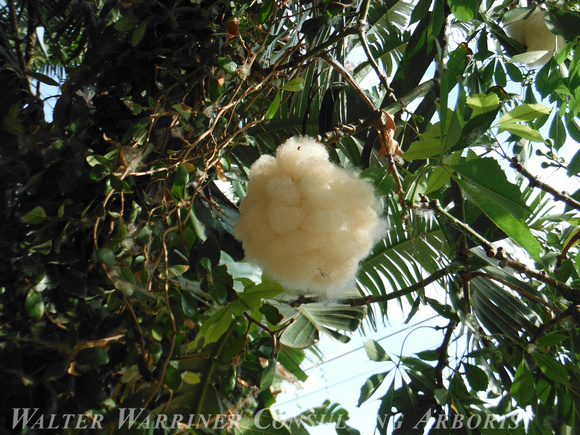 Ceiba speciosa