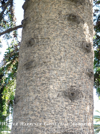 Araucaria bidwilii