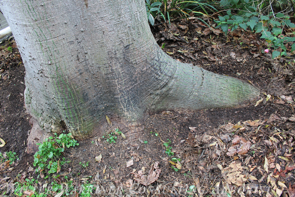 Ceiba speciosa