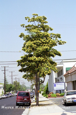 Hymenosporum flavum