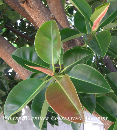 Ficus elastica