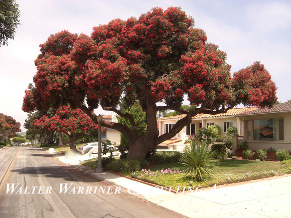 Corymbia ficafolia