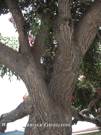 Corymbia ficafolia