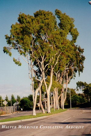 Eucalyptus citriodora