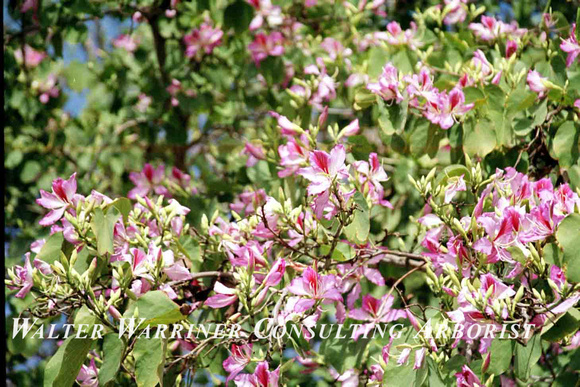 Bauhinia blakeana