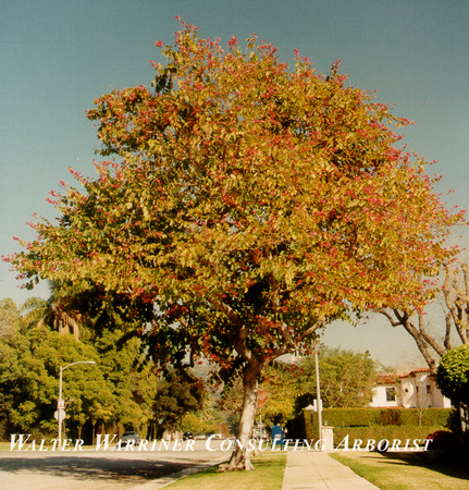 Bauhinia blakeana