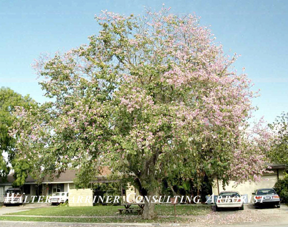 Bauhinia blakeana