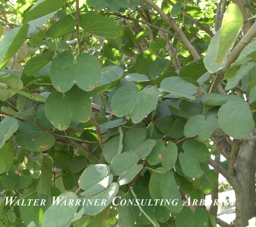 Bauhinia forficata