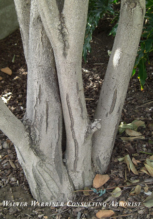 Bauhinia forficata