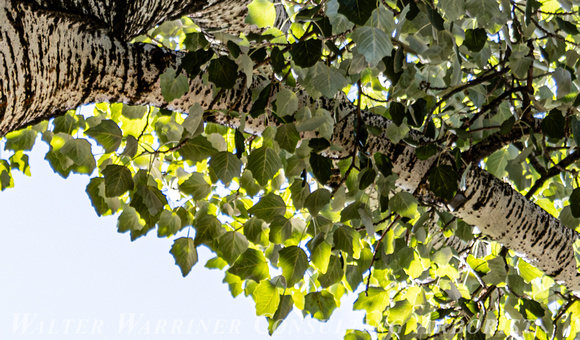Populus alba_foliage
