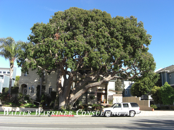 Corymbia ficafolia_mature form2