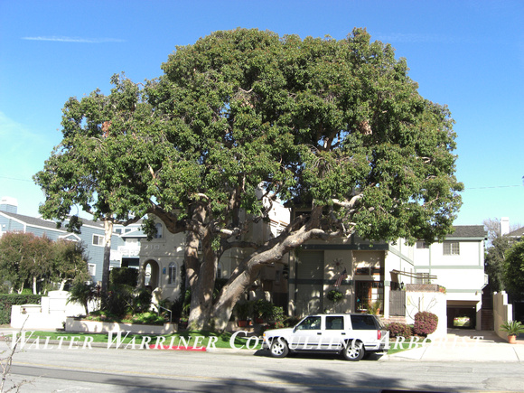 Corymbia ficafolia_mature form3