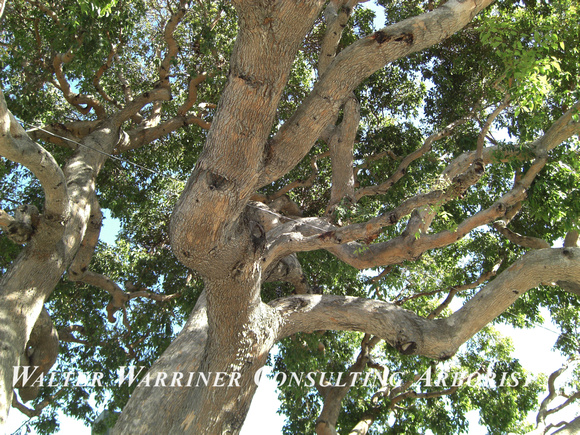 Corymbia ficafolia_branch