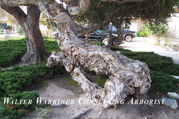 Melaleuca nesophila_trunk