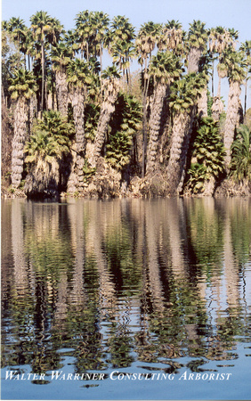 Washingtonia robusta_mature forms