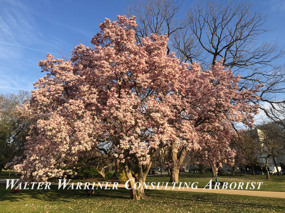 Magnolia soulangeana_mature in bloom_east coast