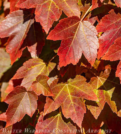Acer rubrum 'October Glory'_foliage_fall
