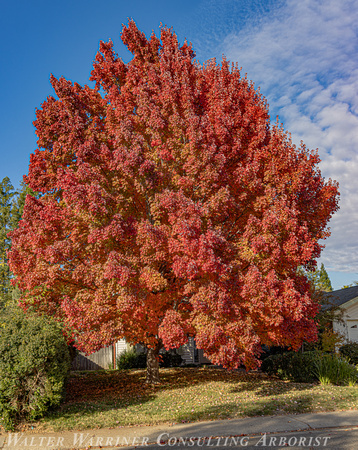 Acer rubrum 'October Glory'_mature form_fall