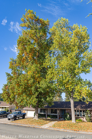 Liriodendrom tulipfera_mature form