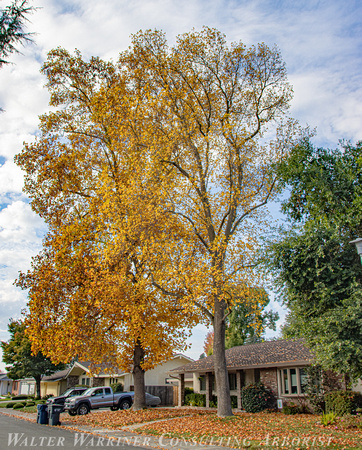 Liriodendron tulipfera_mature_fall