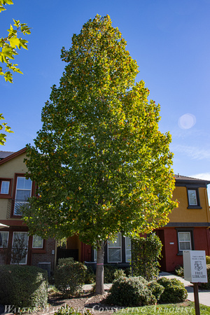 Liriodendron tulipfera @ 20 yrs