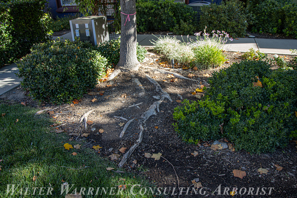 Liriodendron tulipfera_root plate @ 20 yrs