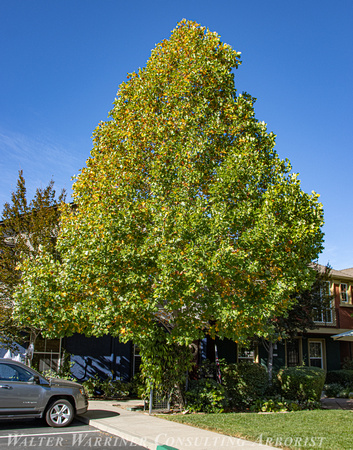 Liriodendron tulipfera @ 20 yrs