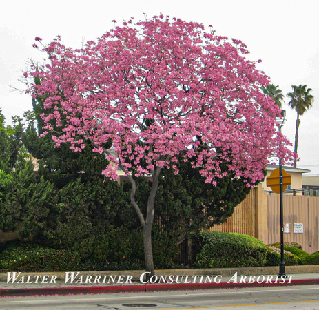 Tabebuia ipe_form in bloom2