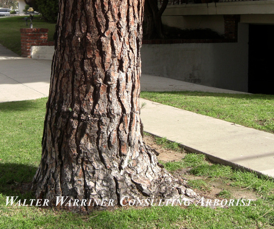 Pinus canariensis