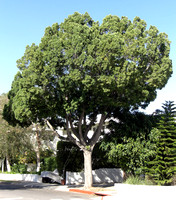 Afrocarpus falcatus_form